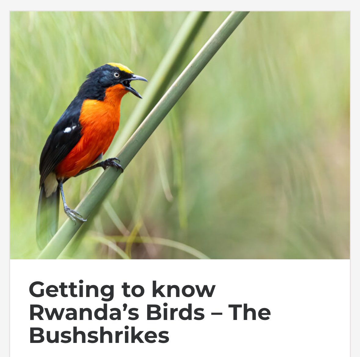 My latest piece about the Birds of #Rwanda is now available, this one focuses on the awesome family of Bushshrikes. Read more here - 2wsphotography.com/getting-to-kno…