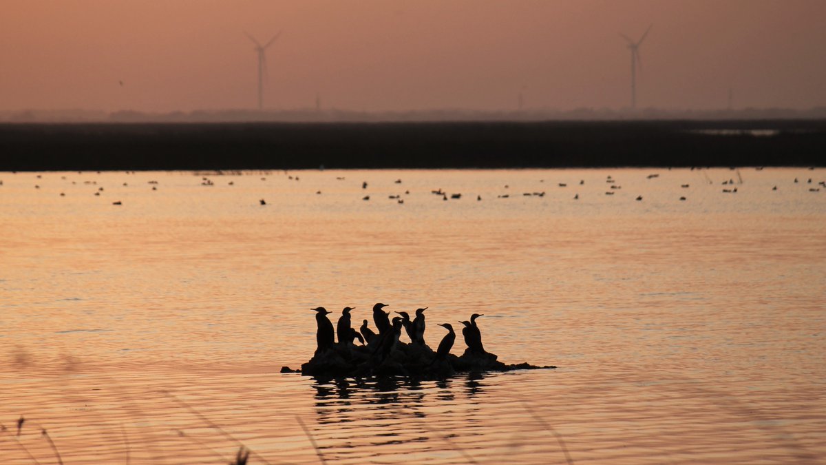 Wetlands are integral in maintaining the balance of our ecosystem. The unlikeliest of creatures, in particular insects and scavengers, play a substantial role in helping wetlands maintain this balance. Read more: bit.ly/4acBK51 #ProtectInsectsProtectBirds #WMBD2024