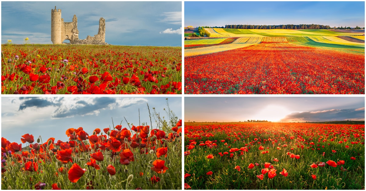 Witness the gorgeous #SpainSpringBlooms💐in #Toledo's poppy fields. Imagine a sea of red stretching as far as the eye can see - a perfect floral welcome for your May visits!❤️

What’s your favourite spring flower?🌸

👉 tinyurl.com/yy9ec7x7

#VisitSpain #SpainEcoTourism