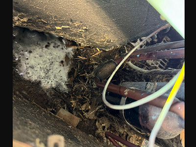 Cleaned Evaporator and Tested Drain - Waco TX

posts.gle/41A6Ue

#waco #hvac #airconditioning #hvacservice #cooling #heating #hvacrepair #heatingandcooling #ac #hvacinstall #airconditioner #chiller #commercialrefrigeration #refrigerationsystems
