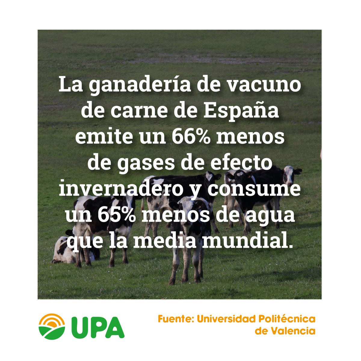 Tal y como demuestra un estudio de la Universidad de Valencia, la ganadería de vacuno de 🇪🇸 , basada en explotaciones de pequeña dimensión y estructura familiar 👇🏽 Emite un 66% menos de gases de efecto invernadero 🌎 Consume un 65% menos de agua 💧 #GanaderíaSostenible