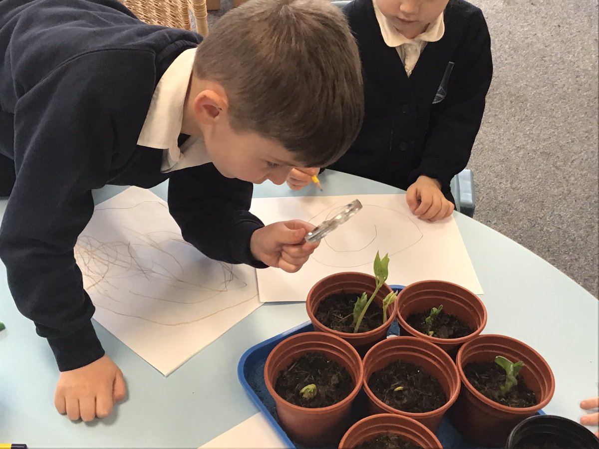 therookeries's tweet image. We have bean reading our cannon book Jaspers Beanstalk. We planted our own beans, which are now growing very fast. We investigated them with magnifying glasses and drew what we could see
#Littlescientists #Nurseryfun