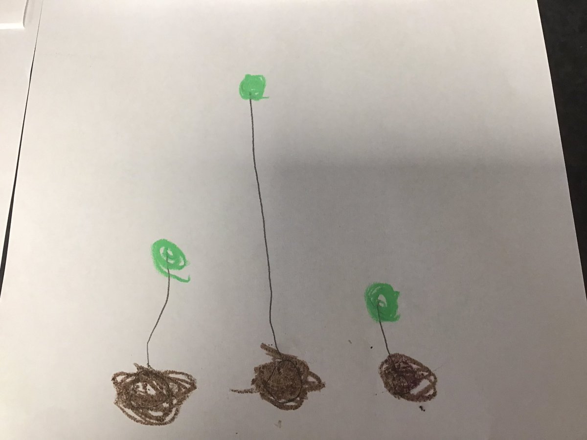 therookeries's tweet image. We have bean reading our cannon book Jaspers Beanstalk. We planted our own beans, which are now growing very fast. We investigated them with magnifying glasses and drew what we could see
#Littlescientists #Nurseryfun