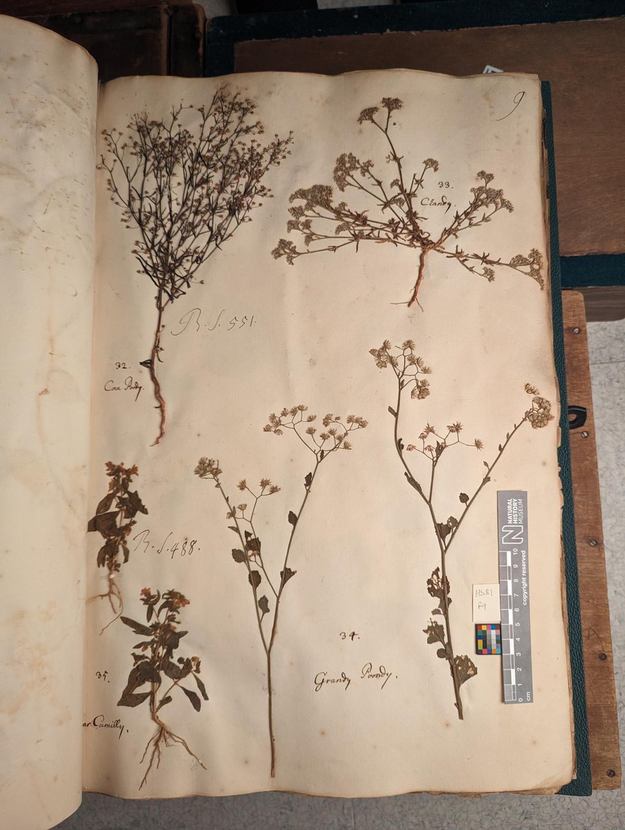 Ranee and @GGnanasekaran11 are #Digitising Sloane herbarium specimens to help reconstruct the flora of late 17th and early 18th century Chennai. Funded by @royalsociety, this project has the potential to increase understanding of changing #Plant biodiversity and cultural links🌿