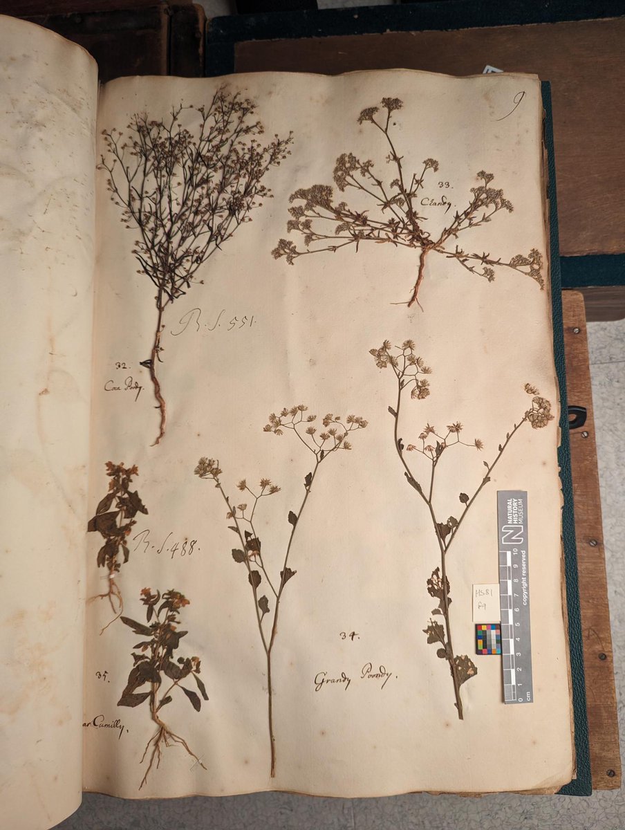 Science at the Natural History Museum (@nhm_science) on Twitter photo Ranee and <a href="/GGnanasekaran11/">G. Gnanasekaran</a> are #Digitising Sloane herbarium specimens to help reconstruct the flora of late 17th and early 18th century Chennai. Funded by <a href="/royalsociety/">The Royal Society</a>, this project has the potential to increase understanding of changing #Plant biodiversity and cultural links🌿 Ranee and <a href="/GGnanasekaran11/">G. Gnanasekaran</a> are #Digitising Sloane herbarium specimens to help reconstruct the flora of late 17th and early 18th century Chennai. Funded by <a href="/royalsociety/">The Royal Society</a>, this project has the potential to increase understanding of changing #Plant biodiversity and cultural links🌿