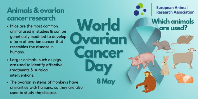 Dziś przypada Światowy Dzień Raka Jajnika
@EARA przedstawia rolę doświadczeń na zwierzętach w badaniu u leczeniu tej choroby

#animalResearch #EARA #cancer #OvarianCancer