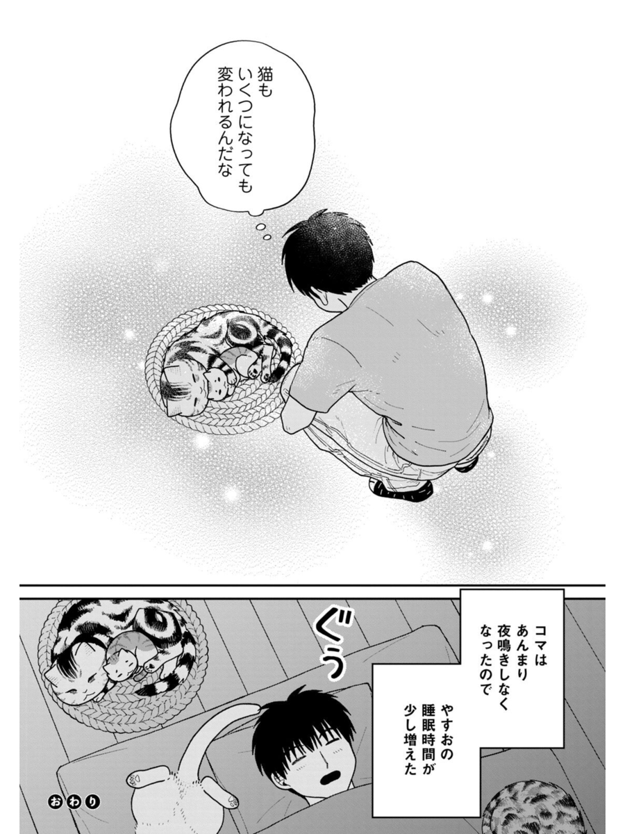ビビリの保護猫が意外な猫に懐いた話(5/5) 
