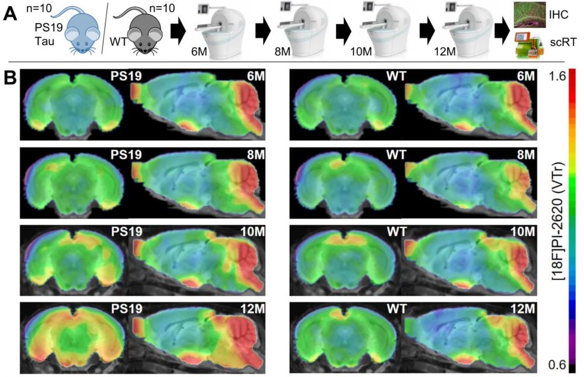 Can the PET tracer [18F]PI2620 detect 4R tauopathy? Just out as a preprint on BioRxiv. Three main findings: 1⃣ Longitudinal imaging in a 4-repeat-tau mouse model (PS19) revealed elevated [18F]PI2620 PET signal in the presence of high neuronal tau. 2⃣ Regional [18F]PI2620…