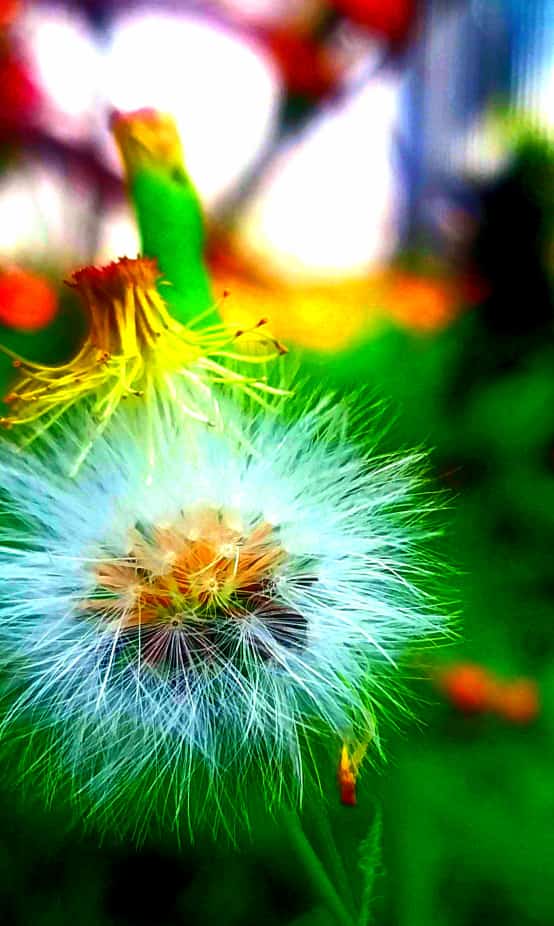 Soy devotamente flor 
📸 Ender Rodríguez