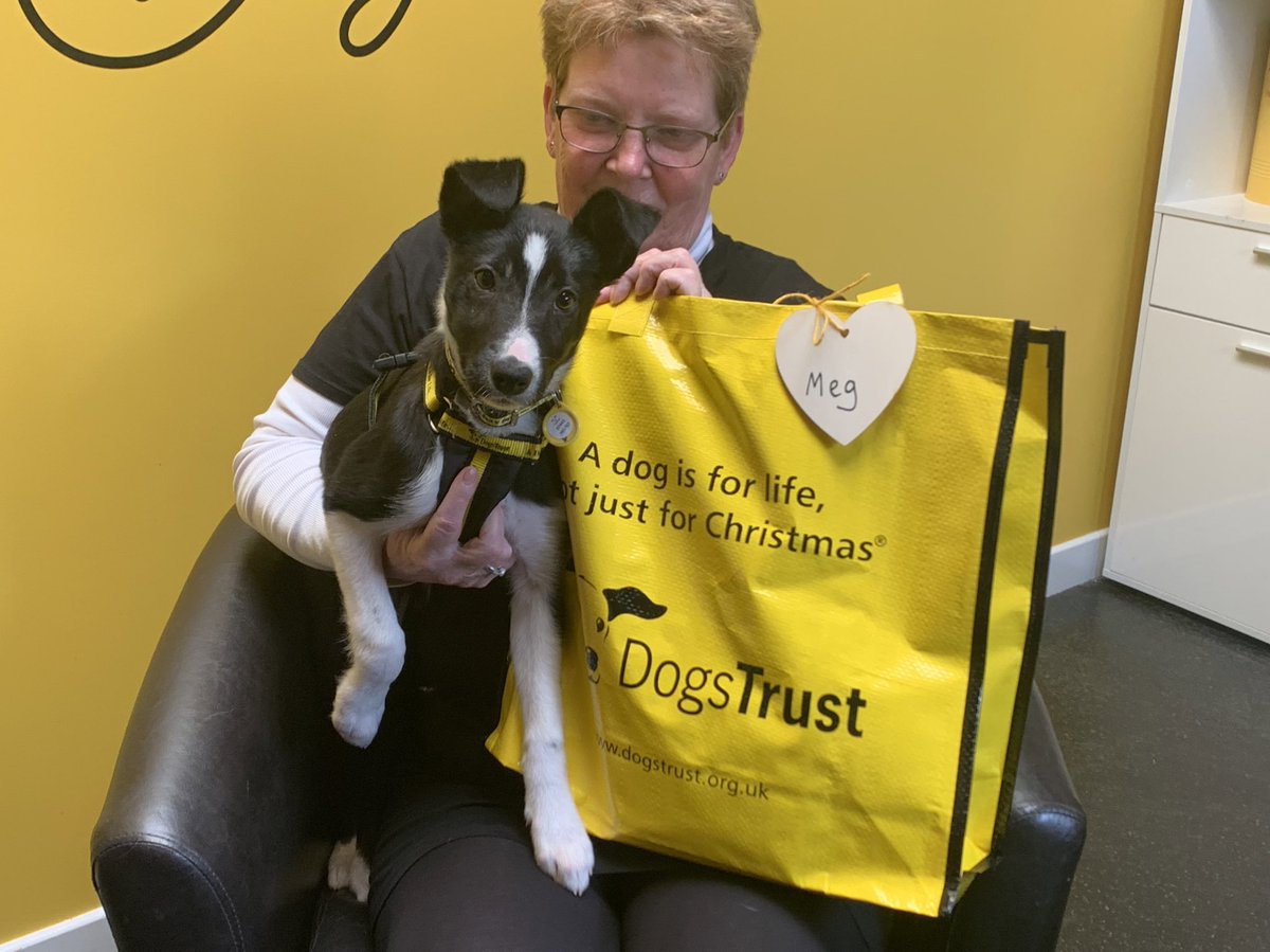 Sweet little Meg was enjoying a last cuddle with her foster carer this morning before she backed up her bag 💼 and headed off to her forever home 🥰🐾

#BigYellowBagDay
#AdoptDontShop
#ADogIsForLife
@dogstrust