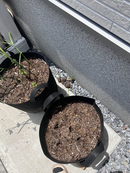 今日、悪質なイタズラされた😭 手前に植ってた植物を抜かれてポイされてた&hellip; 酷すぎませんか😭なぜよ？ https://t.co/eEChZ44I1d