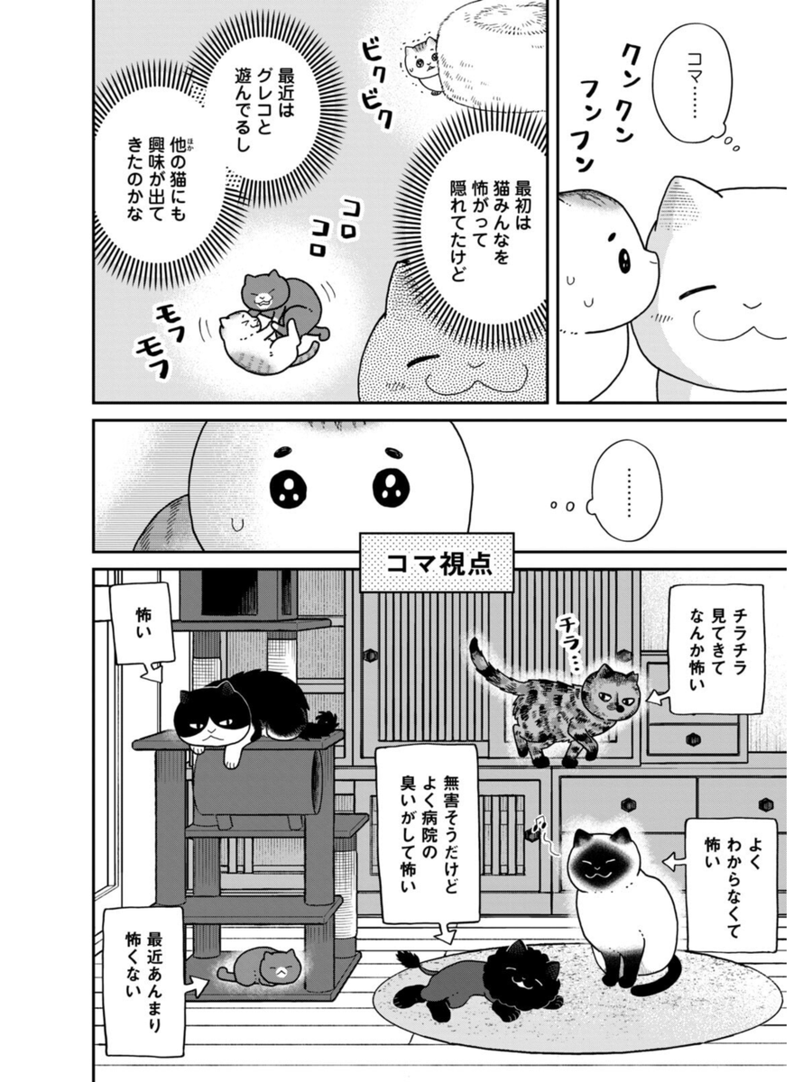 ビビリの保護猫が意外な猫に懐いた話(1/5) 