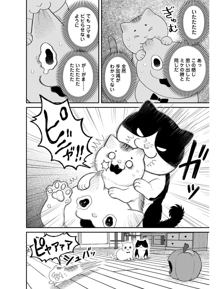 ビビリの保護猫が意外な猫に懐いた話(1/5) 