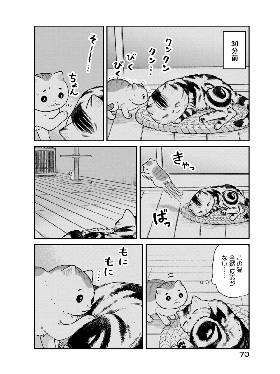 ビビリの保護猫が意外な猫に懐いた話(3/5) 