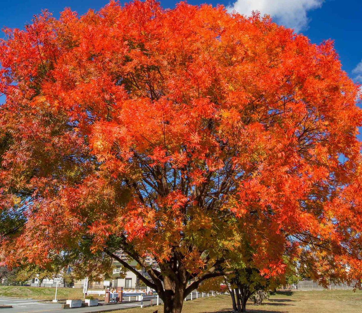 Many cities have a tree program. Our city gave us a beautiful Chinese pistache we have named Ignis because it looks like a ball of flame in the fall. They need regular care the first few years, but once established are easy to maintain. [Different tree pictured. Same variety.]
