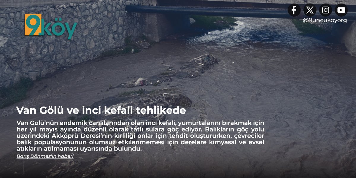 Van Gölü’nün endemik canlılarından olan inci kefali, yumurtalarını bırakmak için her yıl mayıs ayında düzenli olarak tatlı sulara göç ediyor. Balıkların göç yolu üzerindeki Akköprü Deresi’nin kirliliği onlar için tehdit oluştururken, çevreciler balık popülasyonunun olumsuz