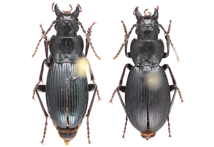 On the Pterostichus subgenus Wraseiellus from #China: descriptions of five #newspecies and supplementary notes on taxonomy (#Coleoptera: Carabidae) mapress.com/zt/article/vie… #Taxonomy #beetles