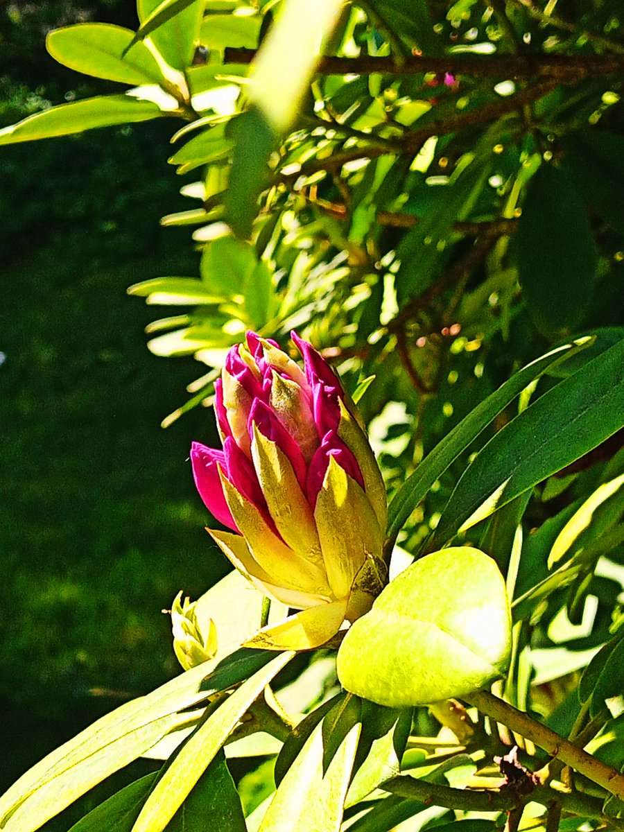 Can't wait for the #Rhododendron to flood my garden with hot pink.
We are late because of the freezing temp in April. ✨
#FlowersofX
#FlowersOfTwitter
#NaturePhotography
#Naturfotografie