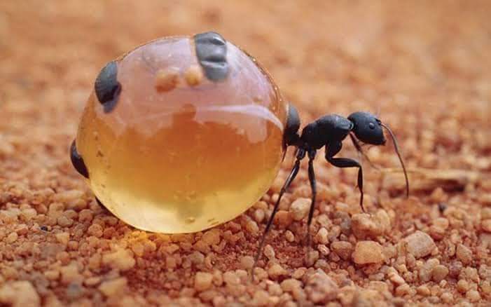 HORMIGAS MIELERAS 🐜🍯

En Oaxaca (México) existe una curiosa hormiga que puede llenar su panza de miel ¿de dónde la saca? ¿cómo lo hace? 🪡🧵Abro Hilo para que aprendas sobre esta sorprendente especie de insecto 👇