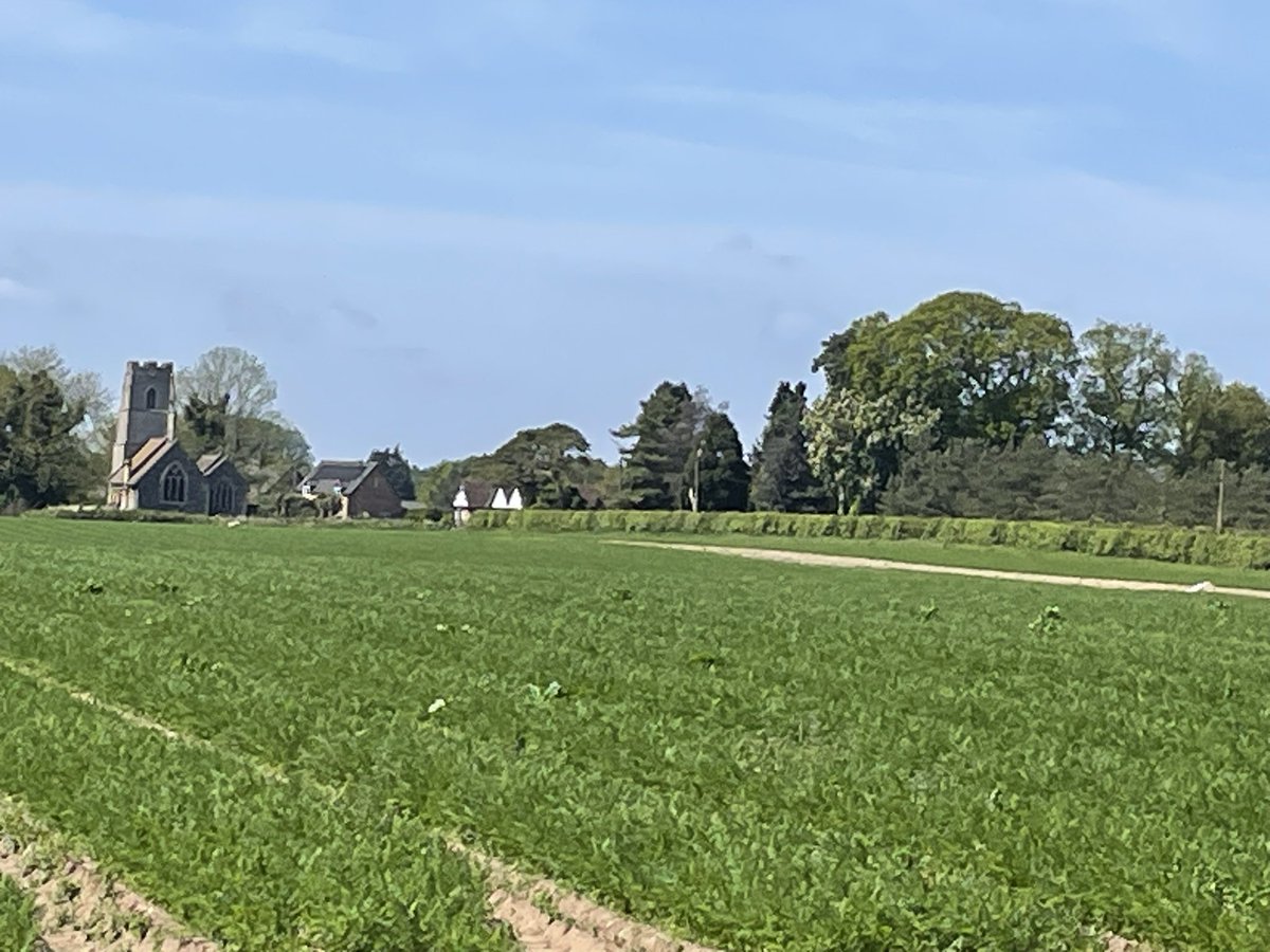 Carrots now free of its white plastic covers - a beautiful Norfolk day