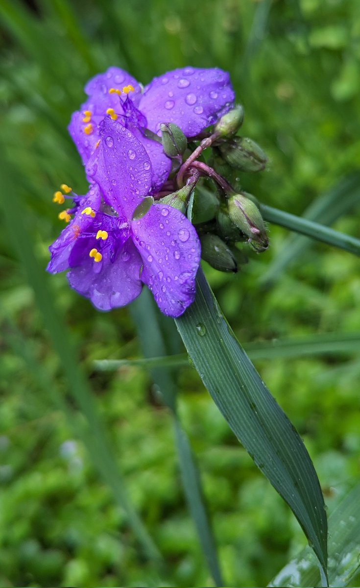 The day will be what you make it.

So make your day beautiful... like this Spiderwort

Good morning photographers, let's QT or reply with something beautiful this morning,

#flowerphotography #flowersofx #flowers #MorningVibes #beauty #GoodMorningX