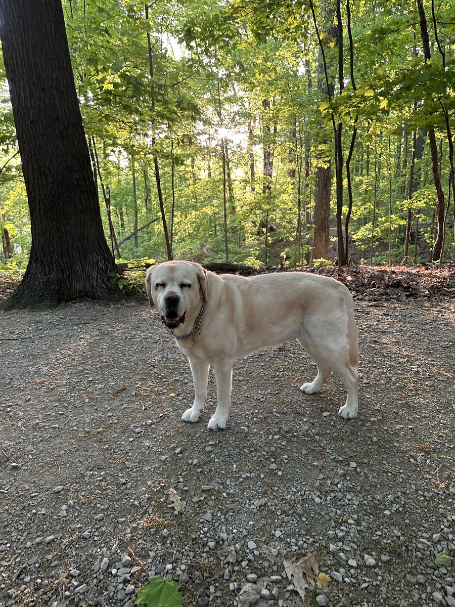 Just stopping in to say hi! ☺️#DogsofTwitter #WontLookWednesday