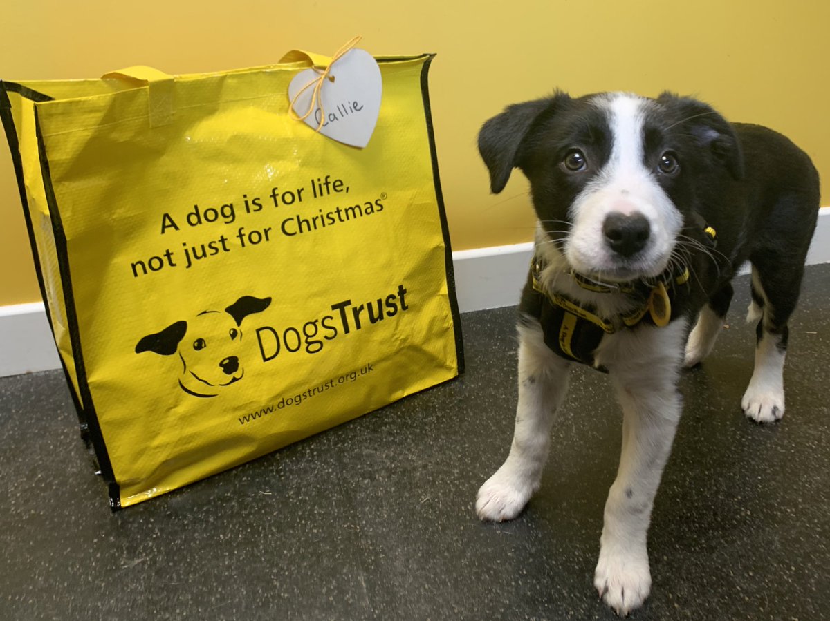 Curious Callie 😍 was next up to wave goodbye to her foster carers 👋🏻 bag up her bags 💼 and head off to her new forever home 🥰

#BigYellowBagDay
#AdoptDontShop
#ADogIsForLife
@dogstrust
