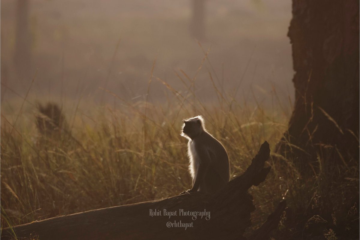 Took this photo recently in Kanha Tiger Reserve. This Langoor was sitting at the right position at the right time. One of my personal favourite clicks from that trip. Hope you'll like it.

Share your backlit photo..

#theme_pic_india_backlit
#canonindia #canonR7