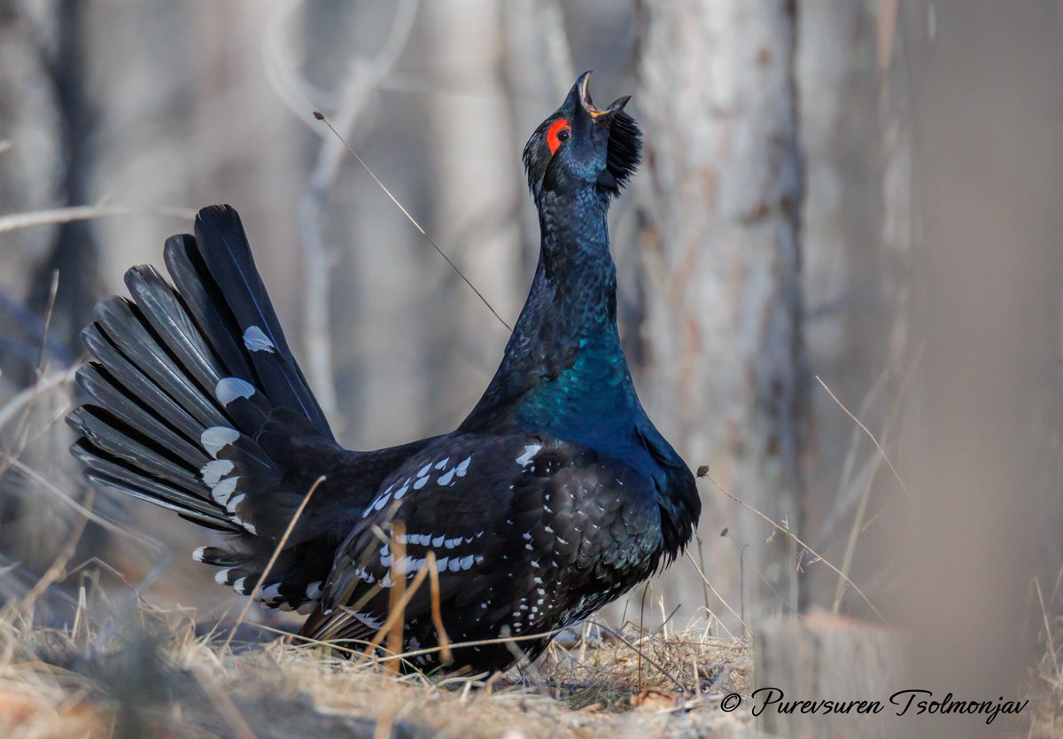 A male Black-billed Capercaillie (𝑇𝑒𝑡𝑟𝑎𝑜 𝑢𝑟𝑜𝑔𝑎𝑙𝑙𝑜𝑖𝑑𝑒𝑠) displaying at the lek in NE Mongolia. May 2024.