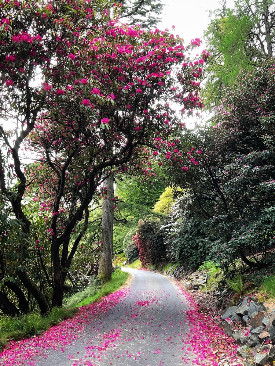 Time for a walk... @BenmoreBotGdn #Dunoon #Argyll