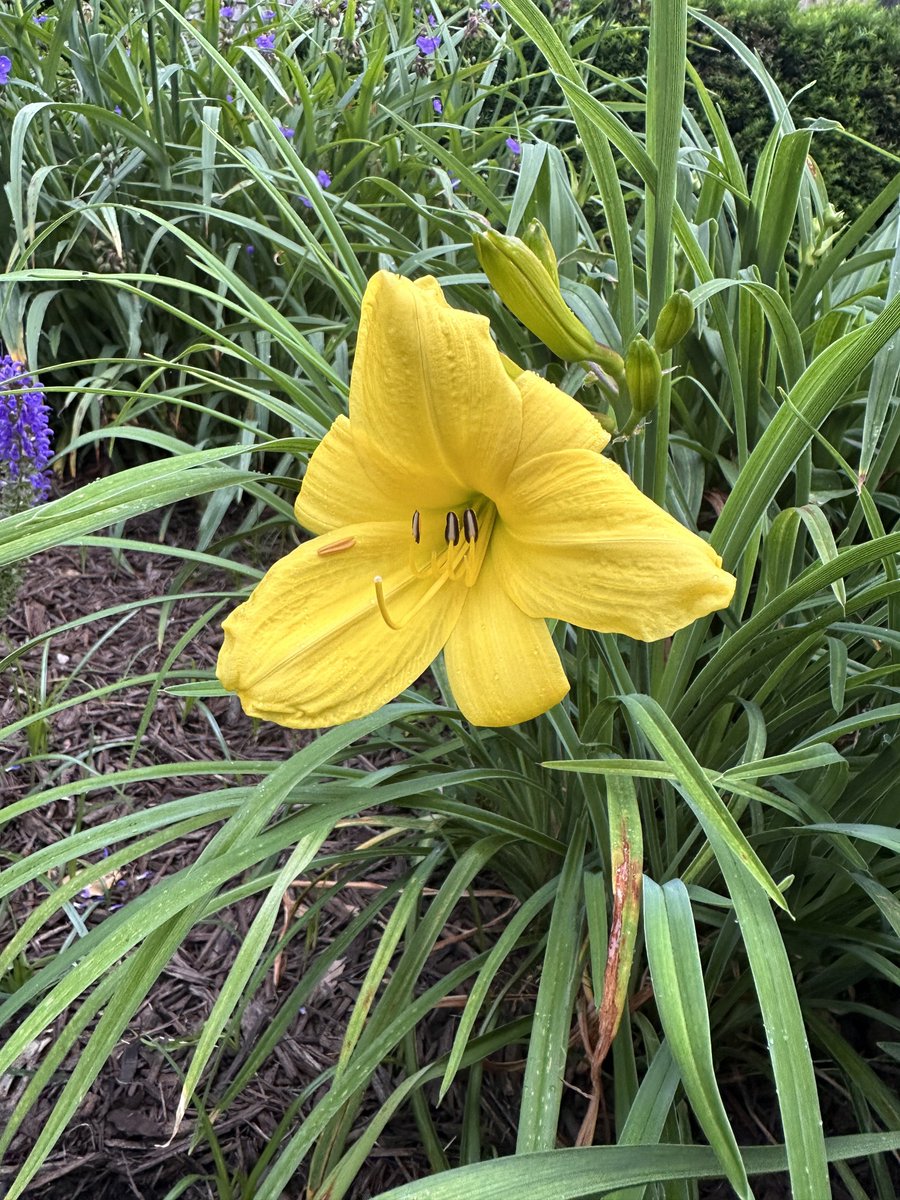 Your daily daylily.