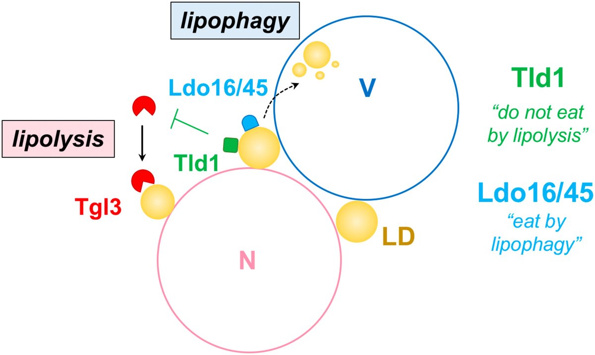 🫧 Our recent 'In a Nutshell' discusses #lipid droplet subsets and their fates through #lipophagy 👉 bit.ly/4aaKcBx @HenneLab @UTSWMedCenter #microdomains #triglyceride