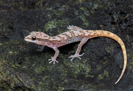 Another new micro-endemic, limestone-dwelling leaf-toed gecko (#Gekkonidae: Dixonius) from Phetchaburi Province, western #Thailand mapress.com/zt/article/vie… #Taxonomy #geckos