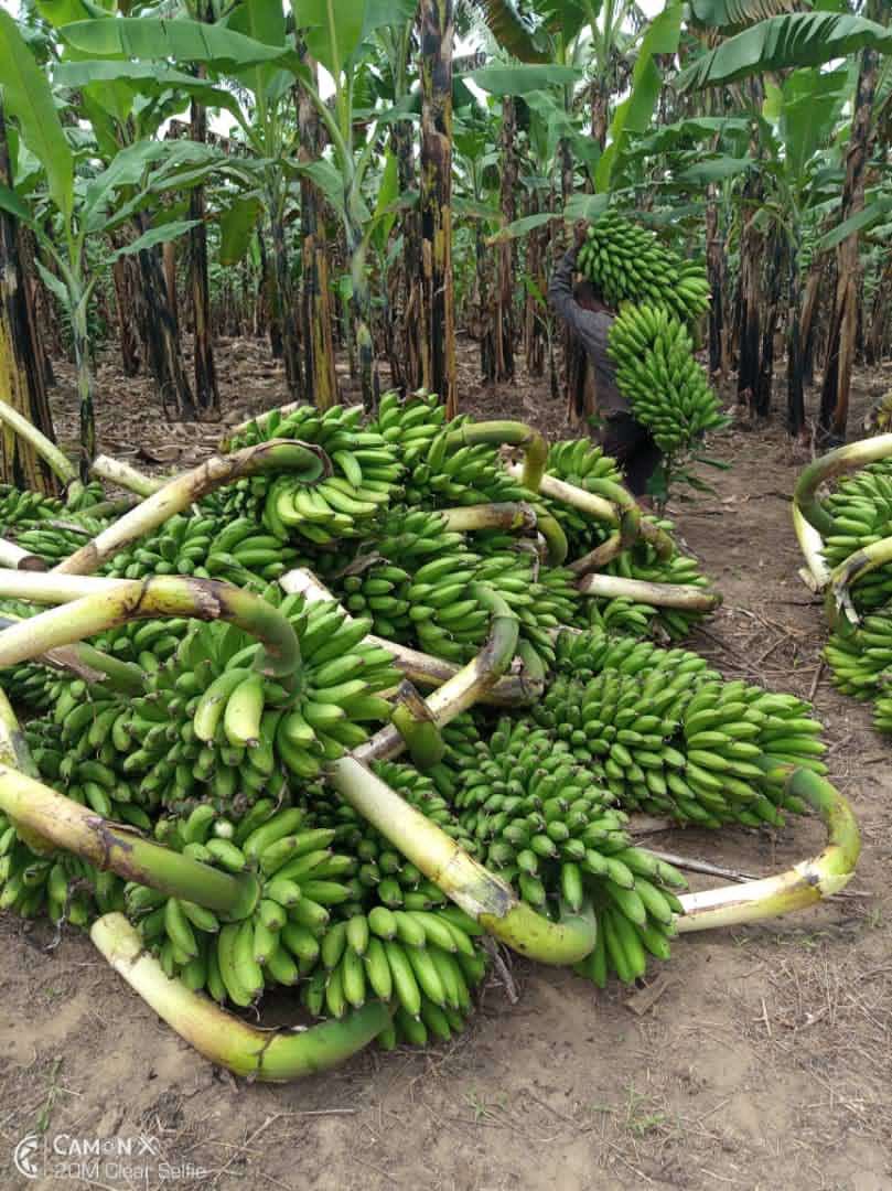 Growing your own food is like printing your own money 💰 

Fact: A banana plantation can exist in one place for over 3 decades. 

#ConservationAgriculture