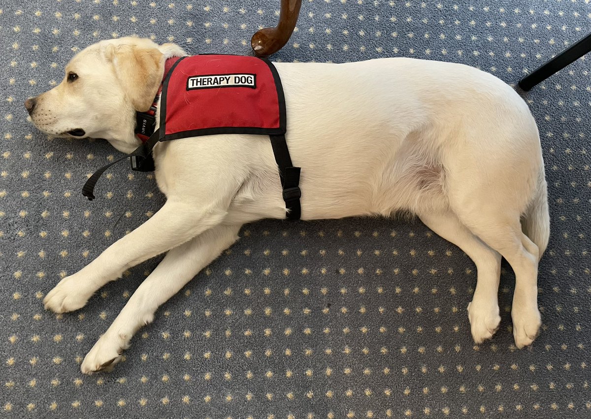 Beautiful service dog at the funeral home yesterday for mom in laws visitation. #labrador #servicedog