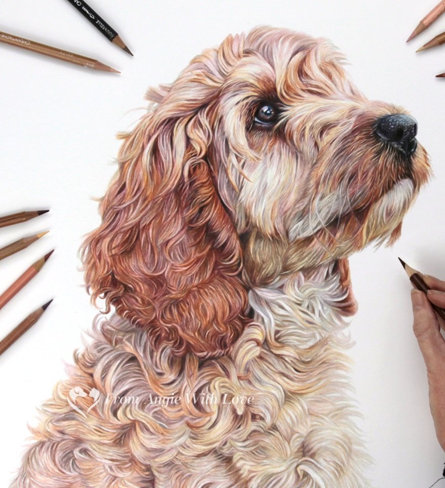 I've drawn more Cockapoo's in recent years than any other. I'm always so excited when I book another one in. #Cockapoo #dogportrait #petportraitartist #colouredpencilart #pastelportrait #portrait #curls #pencilportraitartist #art