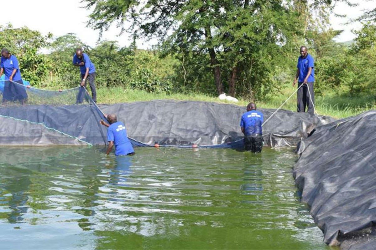 Ministry of Mining Offers Over 500 Grants to Boost Aquaculture in Kenya mlimanews.co.ke/2024/05/08/min…