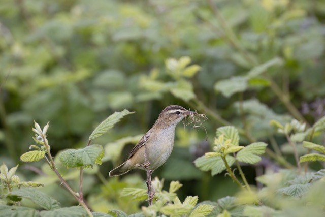 Thanks to the wonderful drying weather, full Visitor Trail loop around Phase 1 is now open. Lots of hobbies on site, booming bittern, cuckooing cuckoo, cattle & GW egrets. Floating Bridge & Boardwalk still closed awaiting inspection & repair. Sedge warbler by @StuartCarlton48
