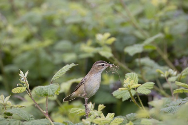 RSPB Langford Lowfields (@rspblangford) on Twitter photo Thanks to the wonderful drying weather, full Visitor Trail loop around Phase 1 is now open. Lots of hobbies on site, booming bittern, cuckooing cuckoo, cattle & GW egrets. Floating Bridge & Boardwalk still closed awaiting inspection & repair. Sedge warbler by <a href="/StuartCarlton48/">Stuart Carlton</a> Thanks to the wonderful drying weather, full Visitor Trail loop around Phase 1 is now open. Lots of hobbies on site, booming bittern, cuckooing cuckoo, cattle & GW egrets. Floating Bridge & Boardwalk still closed awaiting inspection & repair. Sedge warbler by <a href="/StuartCarlton48/">Stuart Carlton</a>