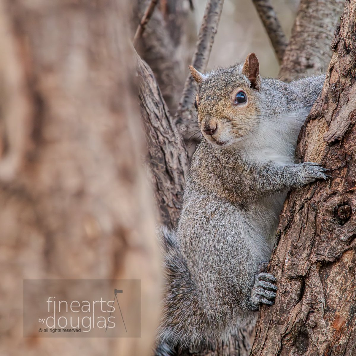 #HappyHumpDay, warm weather is finally here... get out and enjoy #nature, His #creation... the #curious #squirrel is doing the same... ; #photography #finearts #fineartsbydouglas #WeeklyHumpDayPhoto #artofcreation #nature #yellow #connectionwithnature #mammal #closeencounter