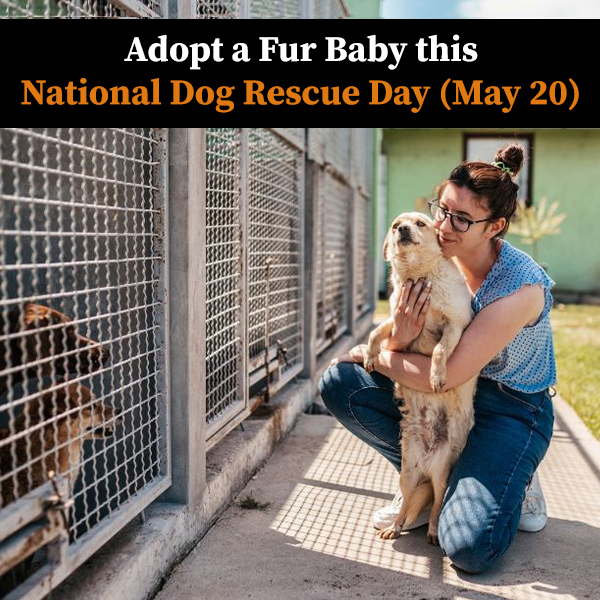Did you know? Each year, 3.3 million dogs end up in shelters. 🐾 On National Rescue Dog Day, we're recognizing the joy and love these animals bring into our lives. ♥️ 🌍 Read our latest blog post to understand the true benefits of adopting a rescue dog. Let's spread awareness 📖