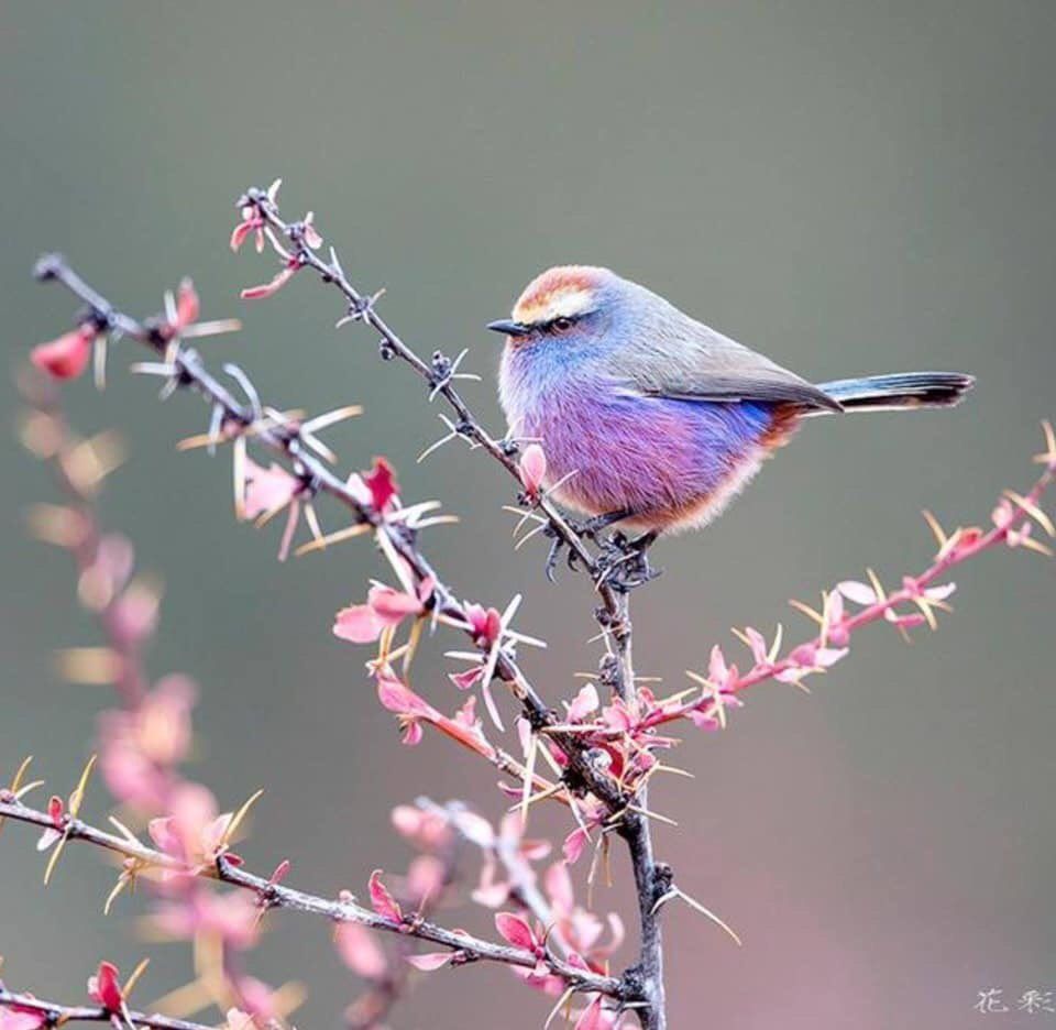 the white-browed tit-warbler