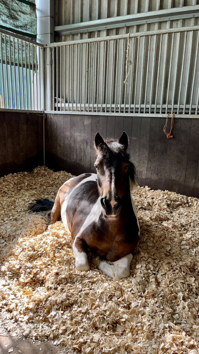 To mark Racing Together Community Day on Wednesday, May 8th, Rhianna, the Racing Foundation's Communications Assistant, has been volunteering at the Newmarket Pony Academy (NPA). The Newmarket Pony Academy, at the British Racing School (BRS), is a community project using horses…