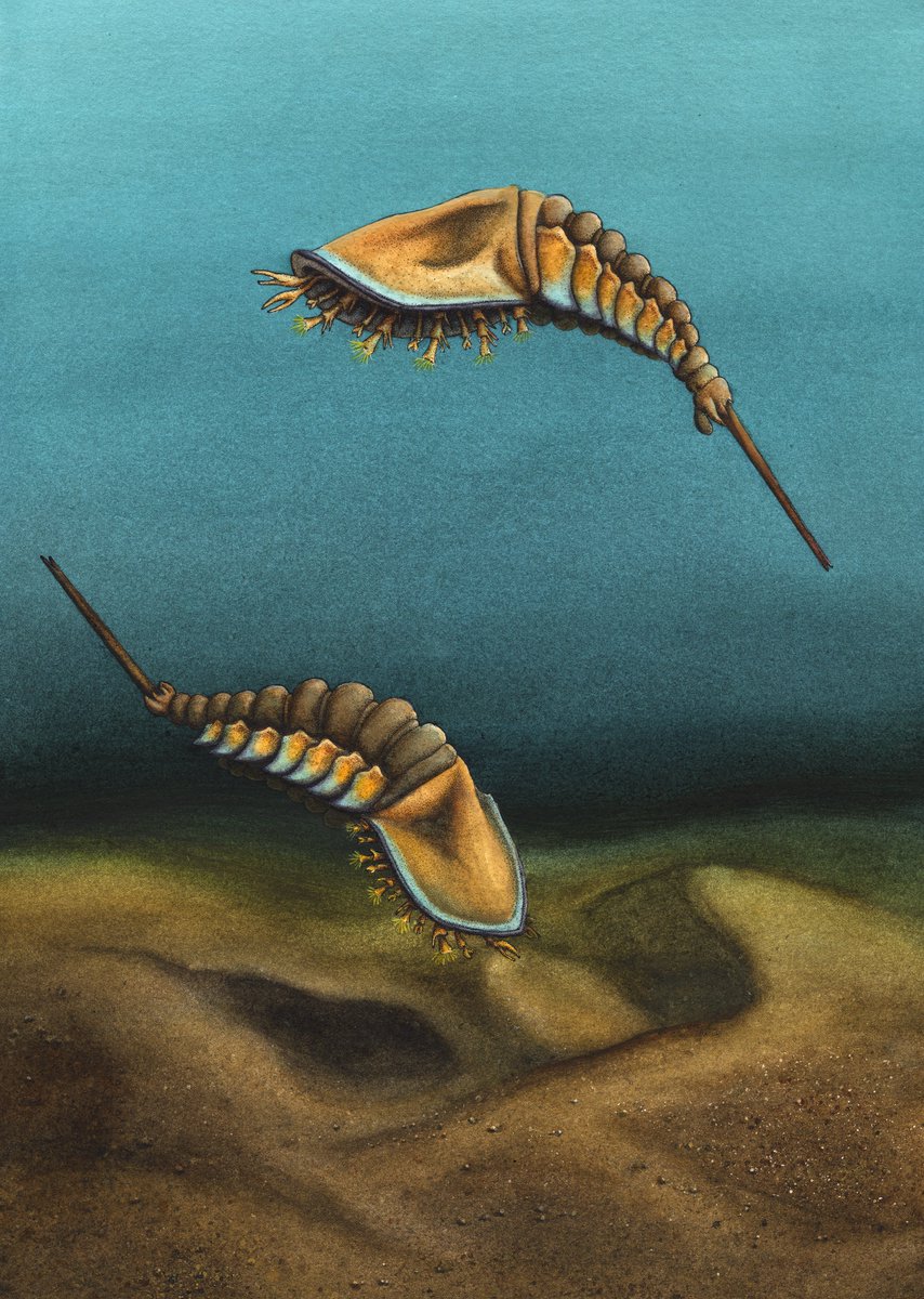 Take a moment to admire the beautiful watercolor art by @elissasoroj, depicting Setapedites swimming in the Ordovician sea!