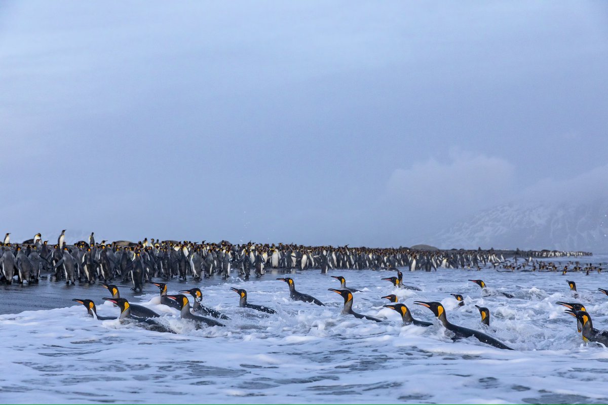 Probably one of the coolest shoots I’ve ever done! South Georgia, 300,000 king penguins and the cold southern Atlantic. 🐧🐧#penguin #wildlifephotography