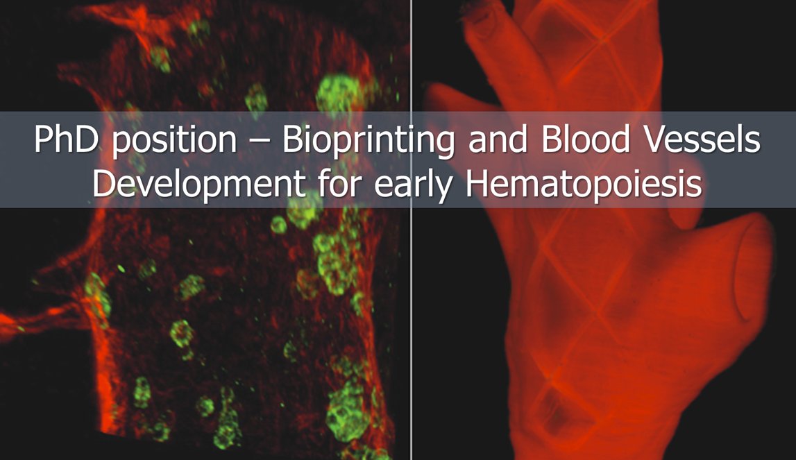 📢PhD position alert! Please share and RT! We are looking for a talented PhD candidate with background in engineering, biofabrication and bioprinting to join our group! Info and applications: careersatumcutrecht.com/vacancies/wete… #EMBOBuildNetworks