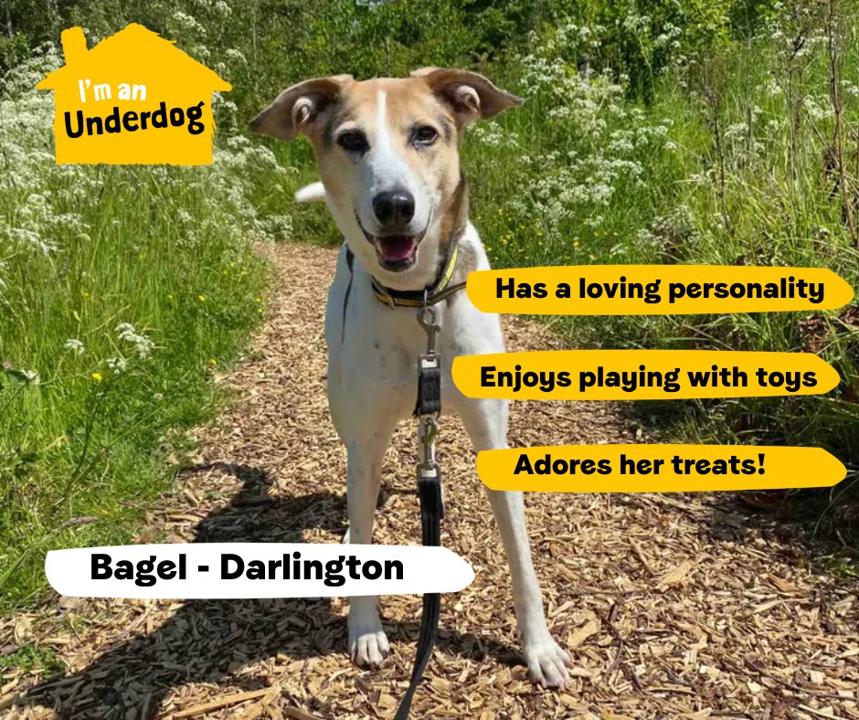 Meet some of our adorable Underdogs looking for their forever homes! Underdogs are dogs who have been in our care for six months, or more.They may need extra training, ongoing veterinary treatment or a home with no children or dogs. Or, in some cases, they are simply overlooked💛