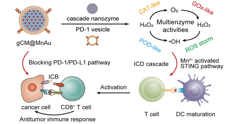 A genetically edited cell membrane-coated cascade #nanozyme (gCM@MnAu) developed by scientists at @WHU_1893 enhances #cancerimmunotherapy by inducing immunogenic cell death and activating the STING pathway. Read the full-text article here 👉 go.acs.org/9fU