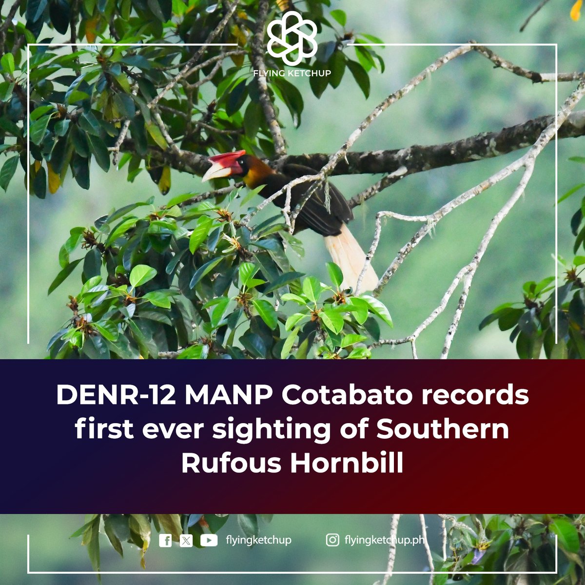 The Mt. Apo Natural Park Cotabato monitoring team has made a discovery by documenting the first-ever sighting of the elusive Southern Rufous Hornbill  during the team’s monitoring activity on May 02, 2024, in Magpet, Cotabato!

#FlyingKetchup #NatureIsHealing