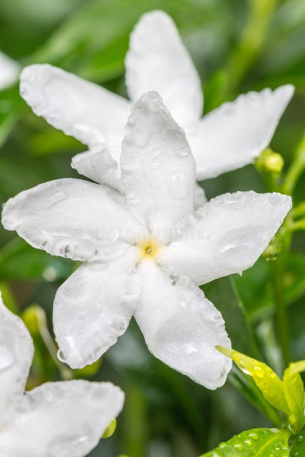 Beautiful Indian jasmine via Alamy for a Wonderful Wednesday #flowers #nature #goodwednesday 🕊🌿